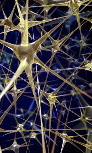 Illustration for article titled Here's how Obama's brain mapping project will actually work